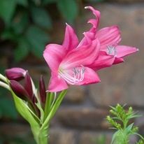 Hippeastrum gondoskodás a virágok, a fényképet Hippeastrum, a béke és a desztilláció, a kedvenc virágok