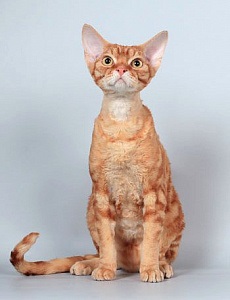 Holland Rex - leírása fajta macska fotó, jellegére, méretére, gondoskodás, az ár a dátuma