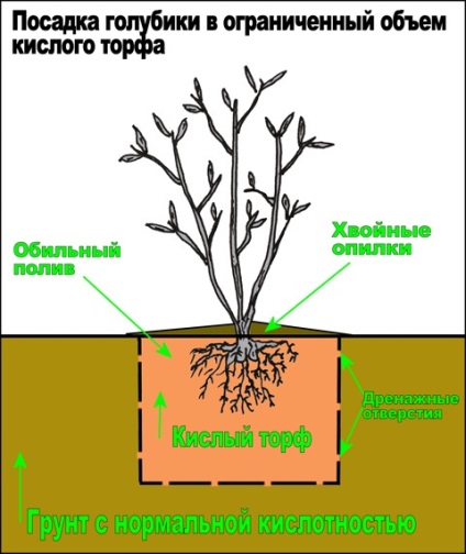 Áfonya növekvő magról - részletek!