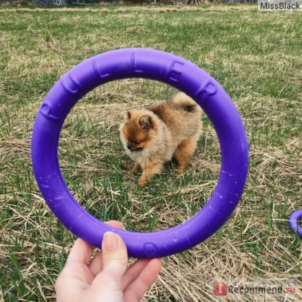 Játékok háziállatoknak gallér lehúzó játék kutya képzés - «lehúzó Spitz kutya örömmel és