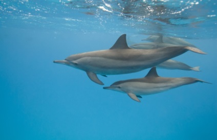 Információ a delfinek gyerekeknek