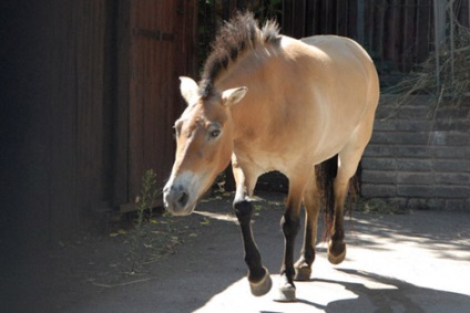 History of Horses (Föld millió ezelőtt) Története lovak