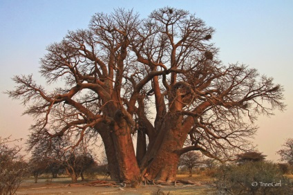 Képek a legszebb baobabs, baobab Élet és elev8 a folyóba