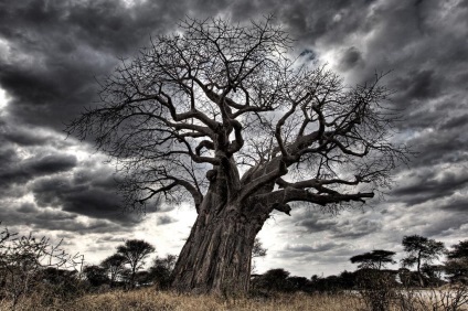 Képek a legszebb baobabs, baobab Élet és elev8 a folyóba