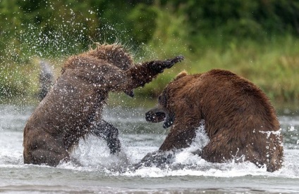 Ami a két medve harci hal