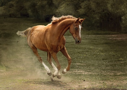Hogyan lehet fényképezni egy ló