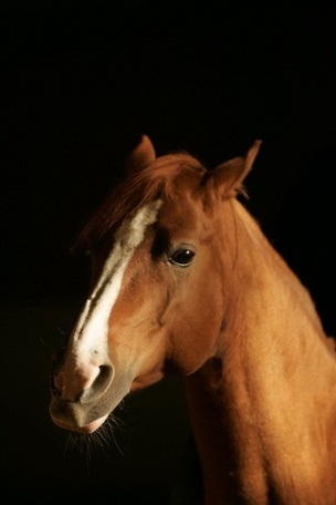 Hogyan lehet fényképezni lovak tanácsot fényképész