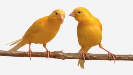 Hogyan lehet megkülönböztetni a Canary kanárik - az állatvilágban