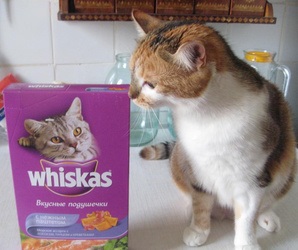 Hogyan elválasztott gyerek macska Whiskas