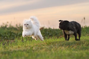 Hogyan elválaszt a kutya fut, miután a macskák