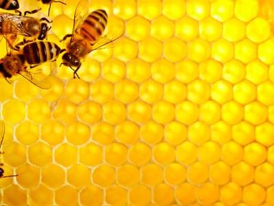 Hogyan méhek teszik méhsejt és mi - „minden részletet”