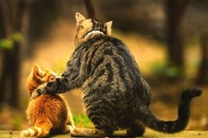 Hogyan kell barátkozni a felnőtt macska és a cica, macska, macskák és kiscicák - egér sem!