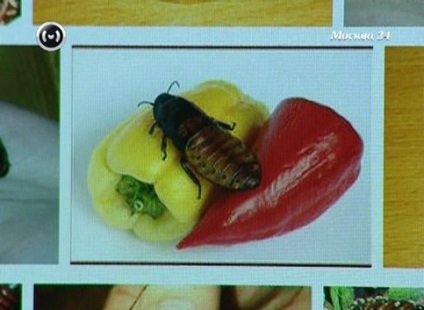 Hogyan enni rovarokat - hálózati kiadás M24 - Budapest 24