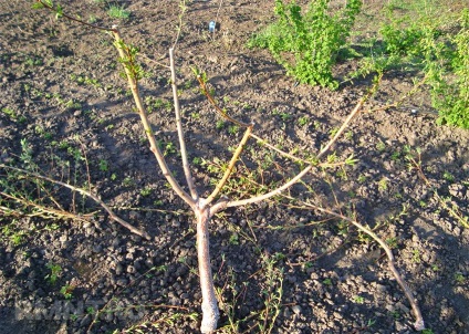 Hogyan készítsünk egy metszés gyümölcsfák