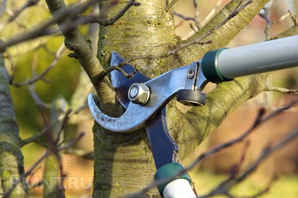 Hogyan készítsünk egy metszés gyümölcsfák