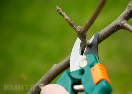 Hogyan készítsünk egy metszés gyümölcsfák