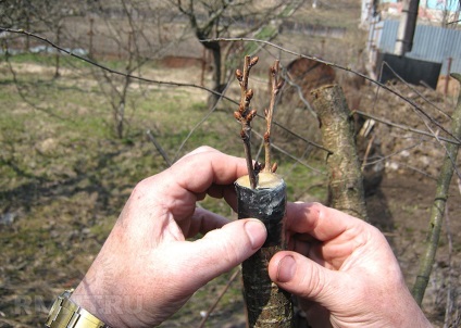 Hogyan készítsünk egy metszés gyümölcsfák