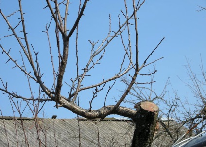 Hogyan készítsünk egy metszés gyümölcsfák