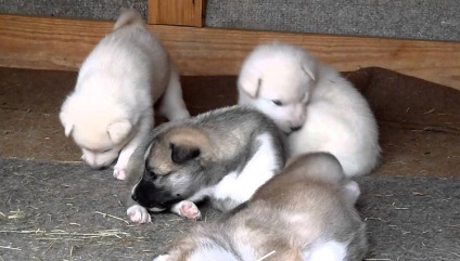 Hogyan válasszuk ki a megfelelő kiskutya husky és hogyan kell gondozni őket, mind a kutyák