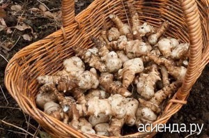 Hogyan kell tárolni a csicsóka (articsóka) Hogyan kell tárolni a articsóka