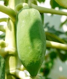 Hogyan növekszik papaya - egy csodálatos trópusi gyümölcsök (például) Hogyan növekszik papaya - egy csodálatos trópusi gyümölcs