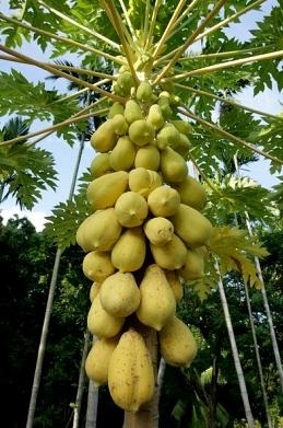 Hogyan növekszik papaya - egy csodálatos trópusi gyümölcs