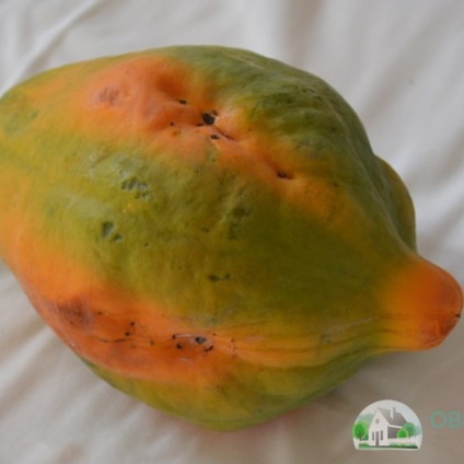 Hogyan növekszik papaya - a termesztési és ápolási