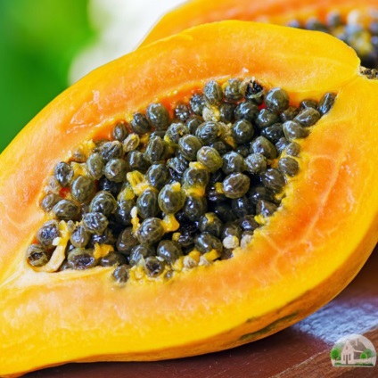 Hogyan növekszik papaya - a termesztési és ápolási