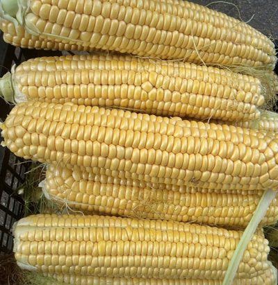 Hogyan növény kukorica vetőmag nyílt terepen termesztés