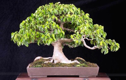Hogyan alkotnak a koronát a Ficus benjamina fotó, videó