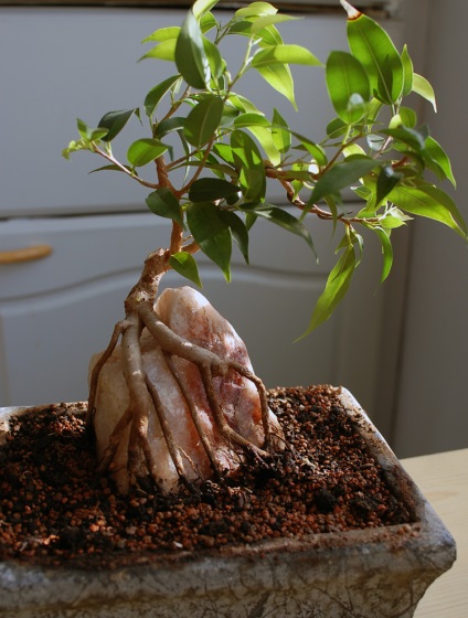 Hogyan alkotnak a koronát a Ficus benjamina fotó, videó