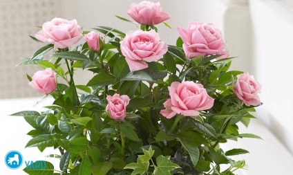 Hogyan törődik rózsa a pot a boltból, serviceyard-kényelmes otthon kéznél