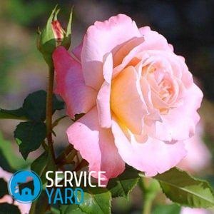 Hogyan törődik rózsa a pot a boltból, serviceyard-kényelmes otthon kéznél