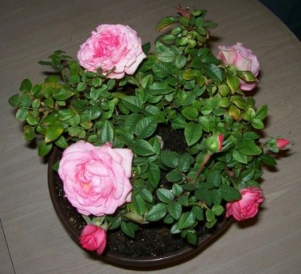 Hogyan törődik fokozatú rose Kordan mix otthon usloviyahentsiklopediya rózsák - minőség, leírása és