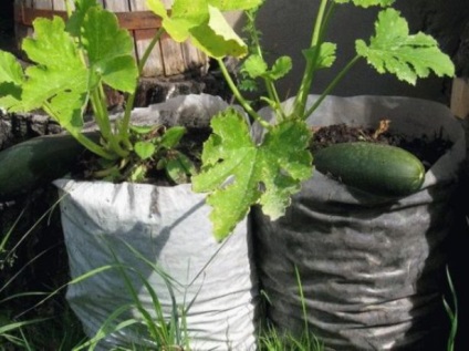 Hogyan növekszik a squash ültetés módszerek, a termesztés és a további ellátást, beleértve az erkélyen,