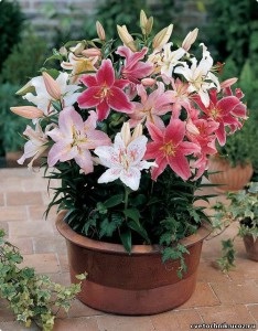 Hogyan növekszik egy cserepes liliomot (liliom pot otthon) Hogyan növekszik a liliom egy kád