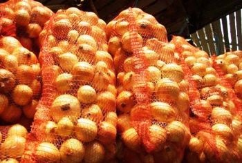Hogyan kell tárolni a hagyma tél (store) Hogyan kell tárolni a hagymát télen