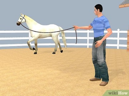 Hogyan törődik a lovak