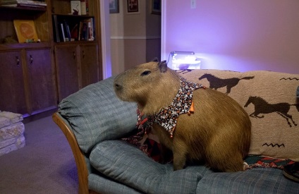 Capybara - a legnagyobb rágcsáló a világon (30 fotó) Érdekességek egyedülálló helyen, lenyűgöző