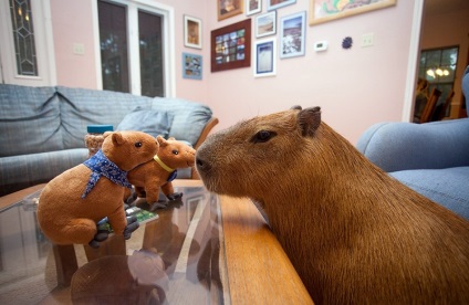 Capybara - a legnagyobb rágcsáló a világon (30 fotó) Érdekességek egyedülálló helyen, lenyűgöző