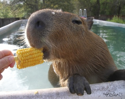 Capybaras - egy új típusú pet, umkra