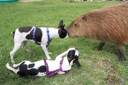 Capybaras - egy új típusú pet, umkra