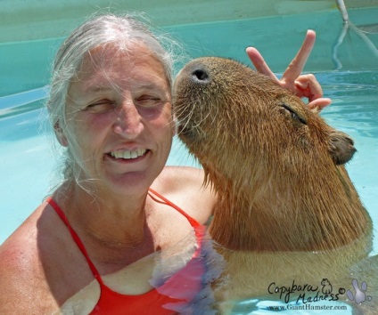 Capybaras - egy új típusú pet, umkra