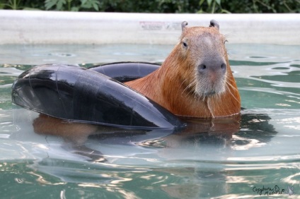 Capybaras - egy új típusú pet, umkra