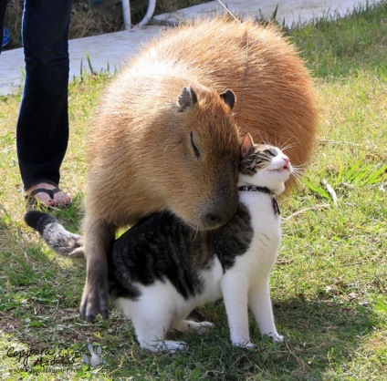 Capybaras - egy új típusú pet, umkra