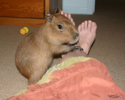 Capybaras - egy új típusú pet, umkra