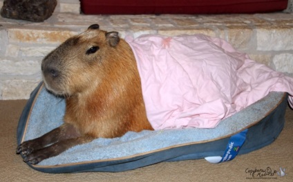 Capybaras - egy új típusú pet, umkra