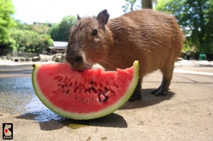 Capybaras - egy új típusú pet, umkra