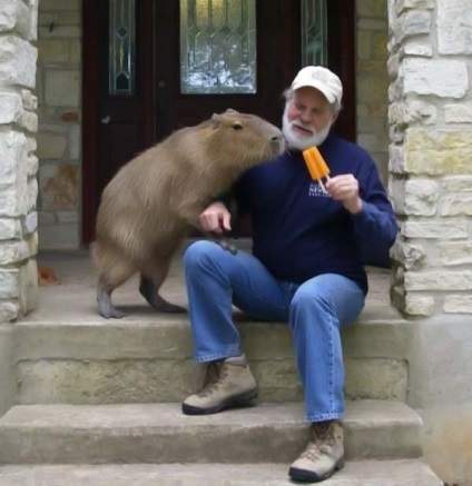 Capybaras - egy új típusú pet, umkra