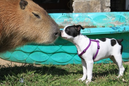 Capybaras - egy új típusú pet, umkra
